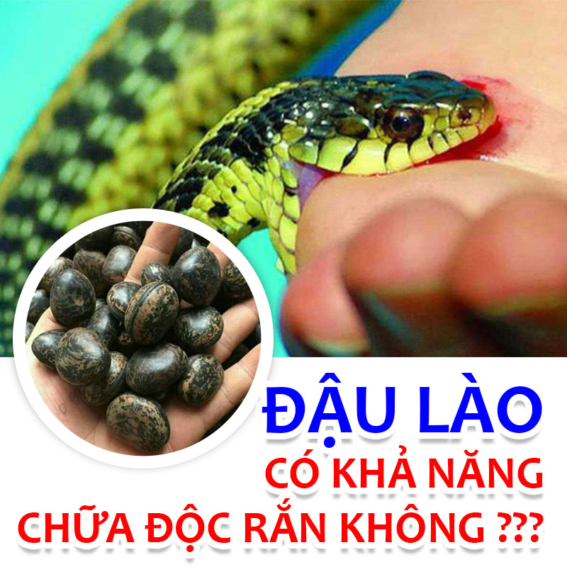 Đậu Lào Có Chữa Được Độc Rắn Không