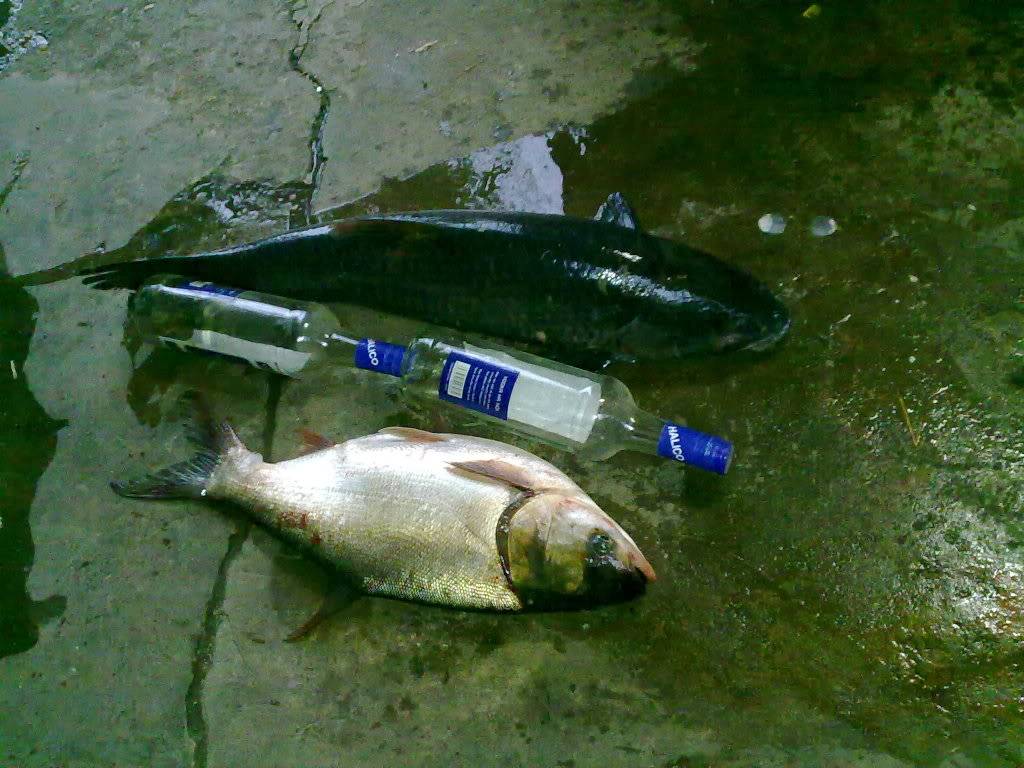 Picture038.jpg