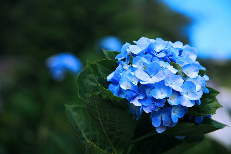 36509380631_77c9187fd0_c.jpg