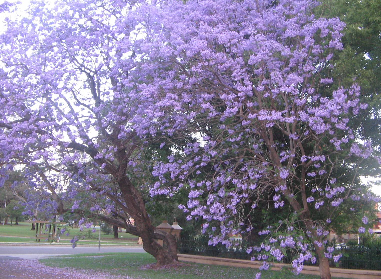 jacaranda_tree.jpg
