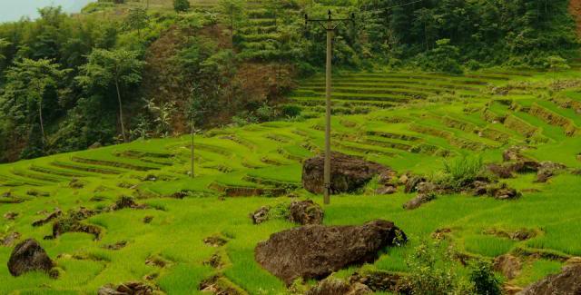 ruongbacthang_zpsb5cb4351.jpg