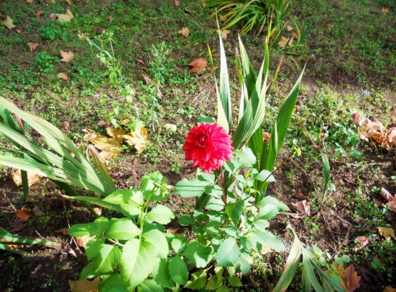 DSCN1033.jpg