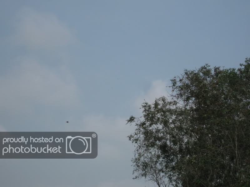 DongThapTET2011329.jpg