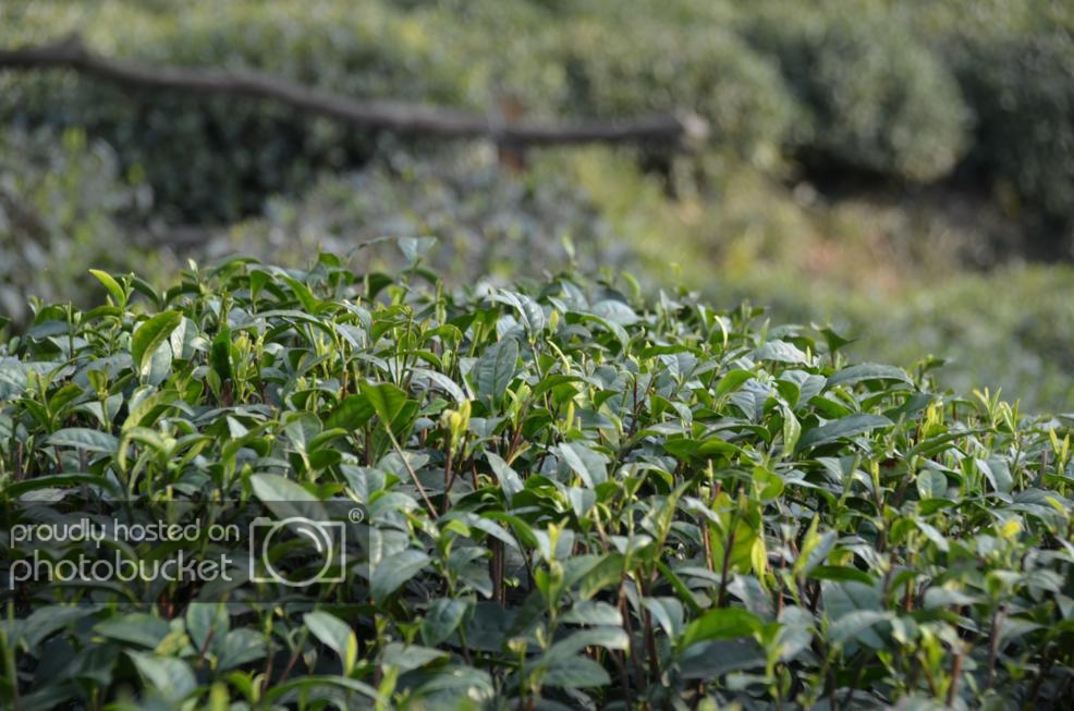 DSC_0409_zps0ac90e2e.jpg