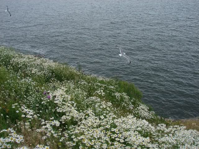 DSC02274.jpg