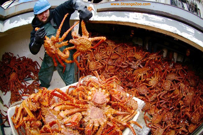 King-crab-2.jpg