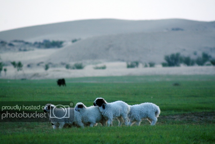 IMG_8023_zpsa5ada567.jpg