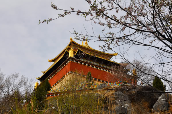 shangri-la181.jpg