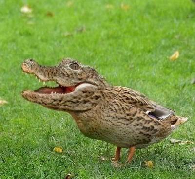mutatedduck.jpg