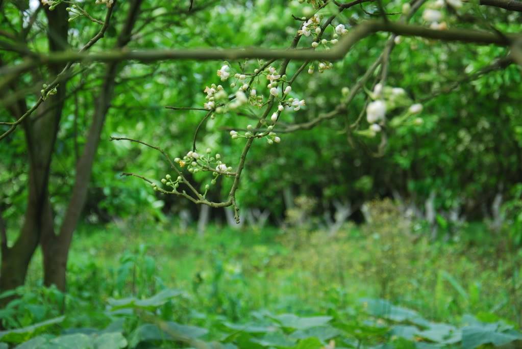 DSC_0091.jpg