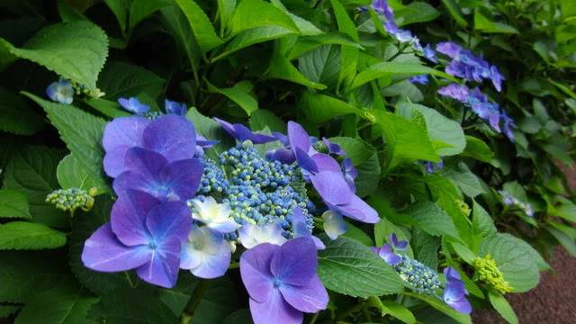 IMGP0256.jpg