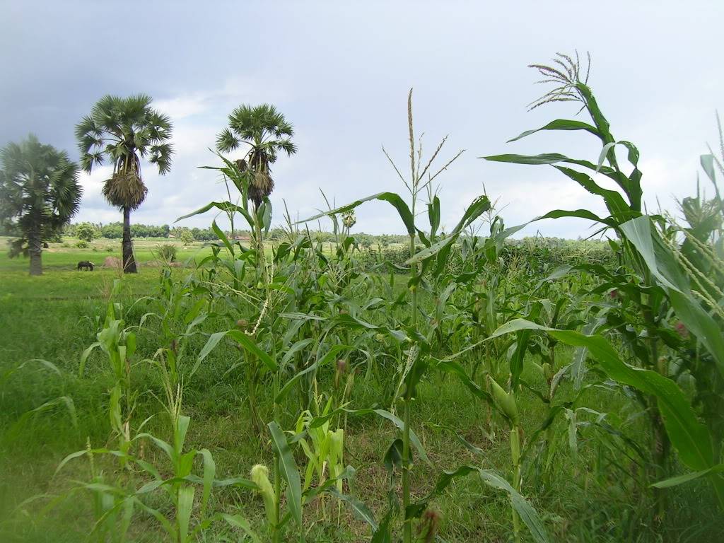 KOHTRONGRUONG.jpg