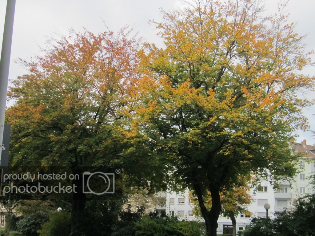 IMG_8673_zps4c9b255c.jpg