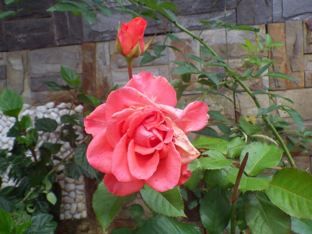 45_zps38cf2772.jpg