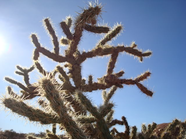 DSC08542.jpg