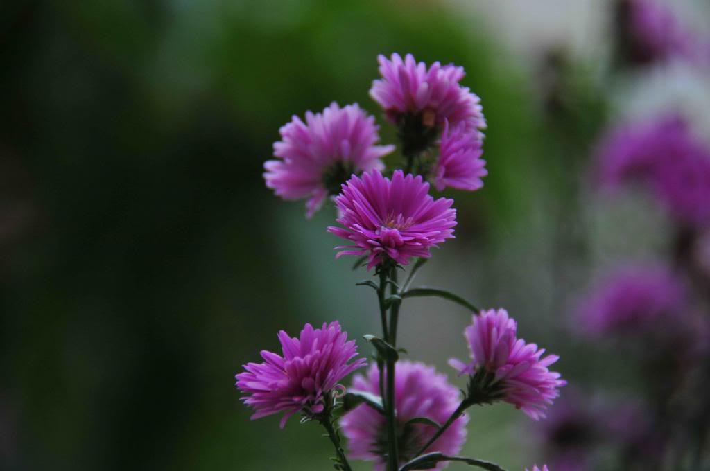 DSC_3531.jpg