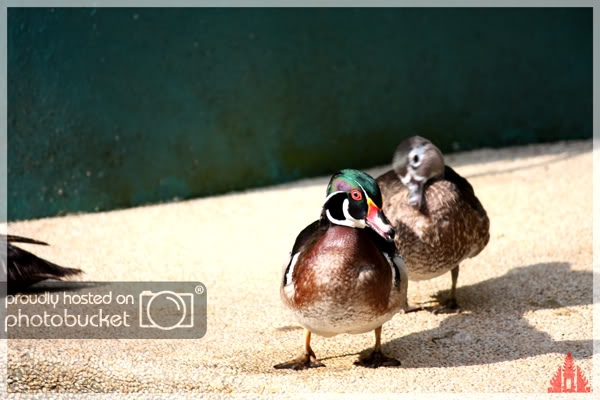 birdpark34.jpg