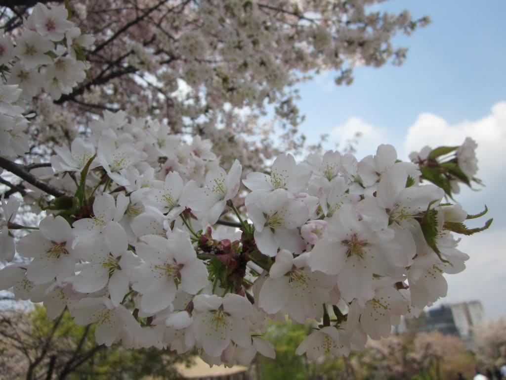 IMG_1750_zps21076f1c.jpg