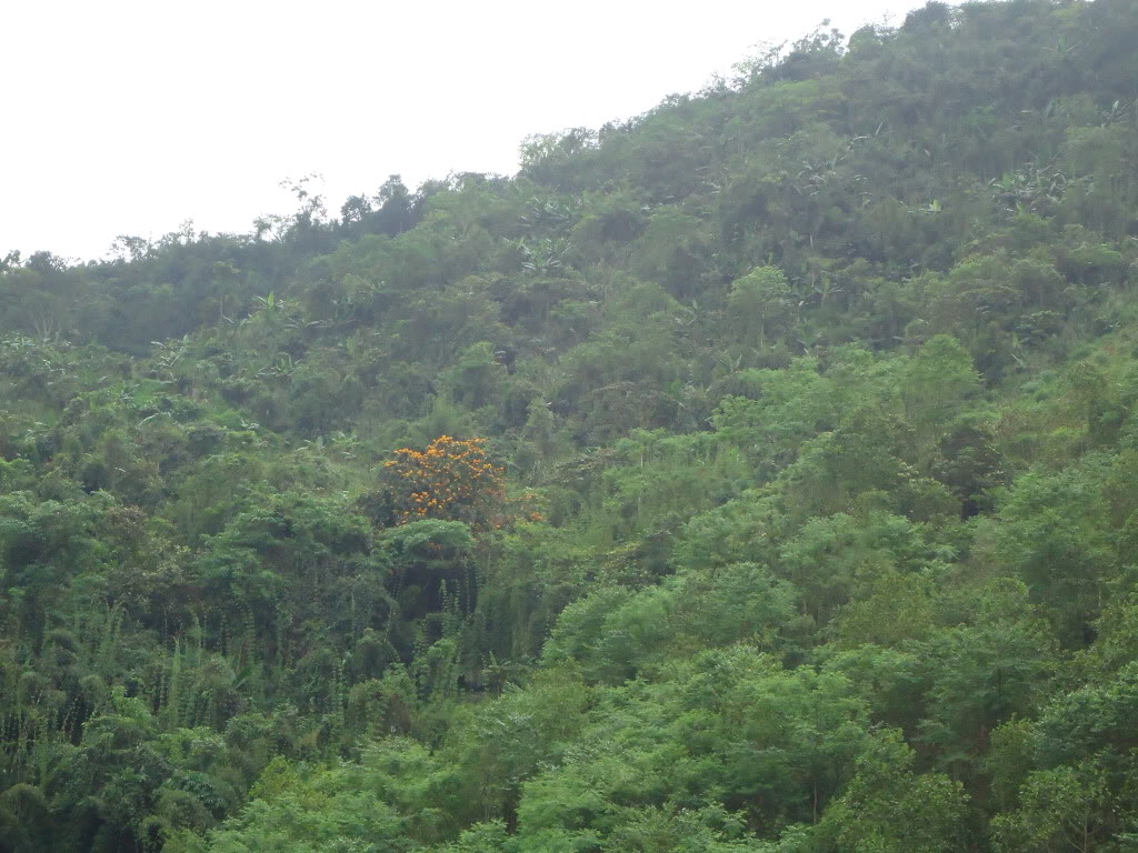 DSC00949.jpg