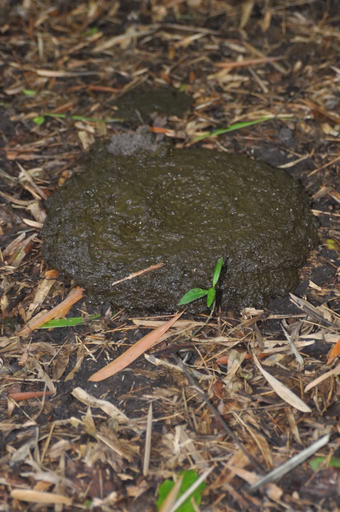 DSC_4437.jpg