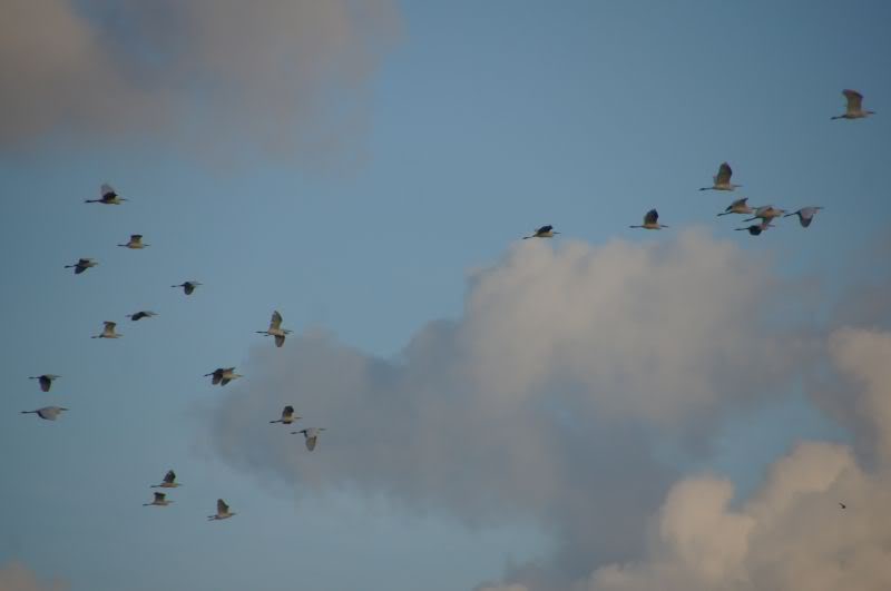 DSC00709.jpg