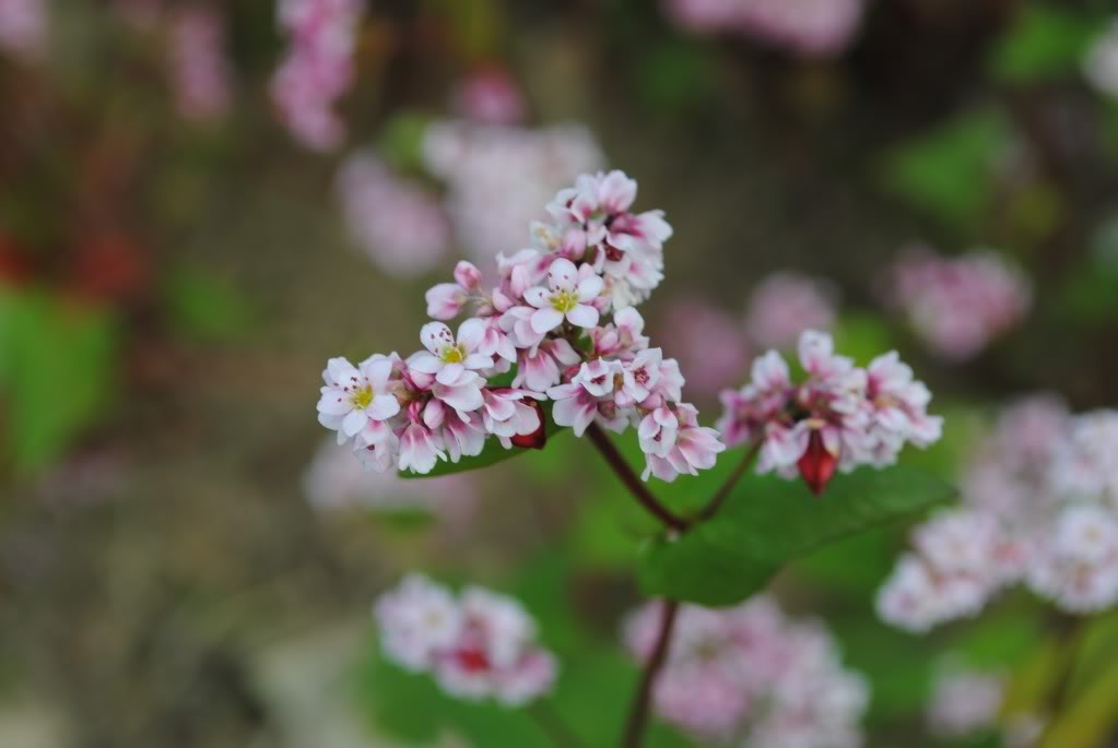 DSC_4602.jpg