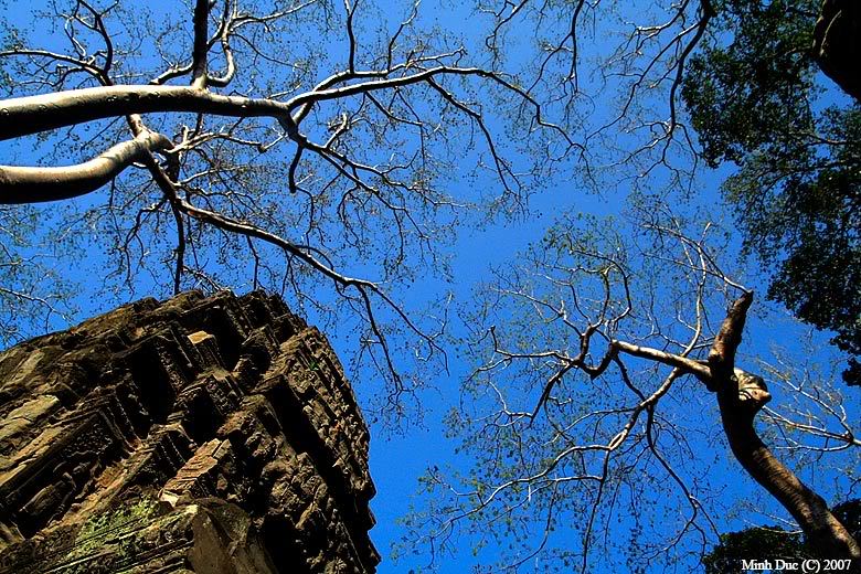 _MG_1381_treesky_taprohm.jpg