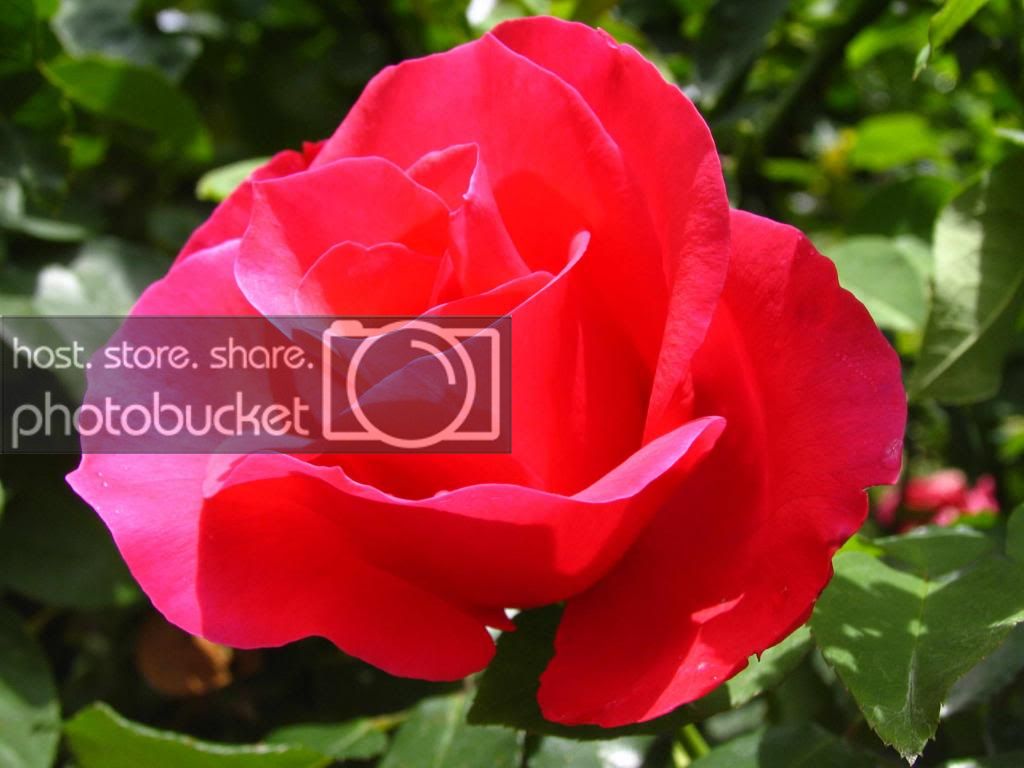 _MG_1948_zps17d795bd.jpg