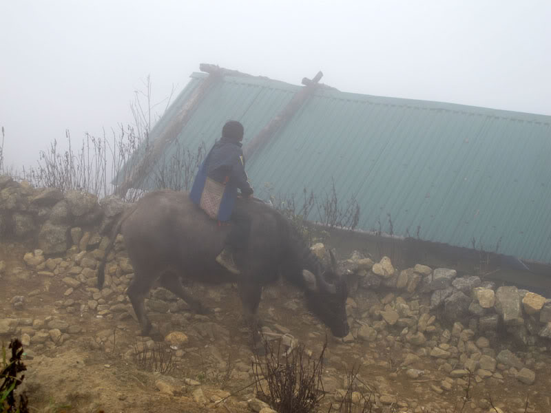 HongNgai2011495.jpg