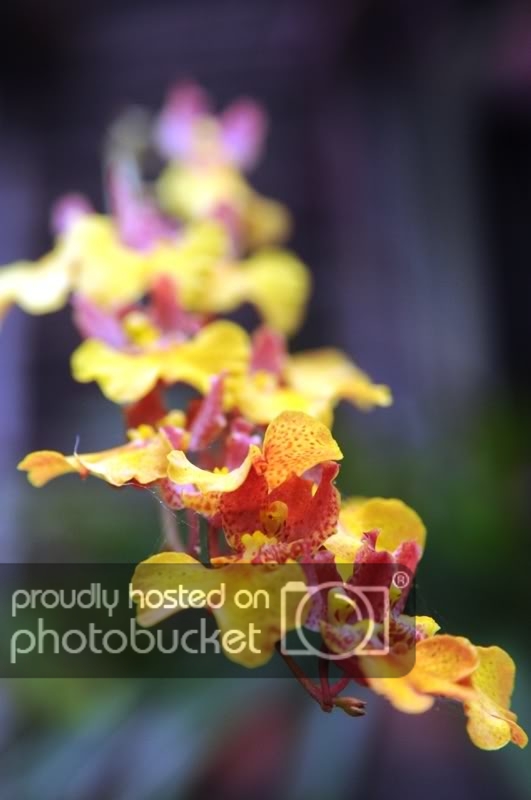 DSC_0052.jpg