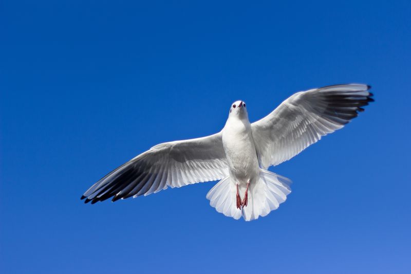 Thơ Hay Ngắn Trích Đoạn Trong NHẤT LANG THƯ QUÁN Flying_bird_bird_flight_wing_sky-30166