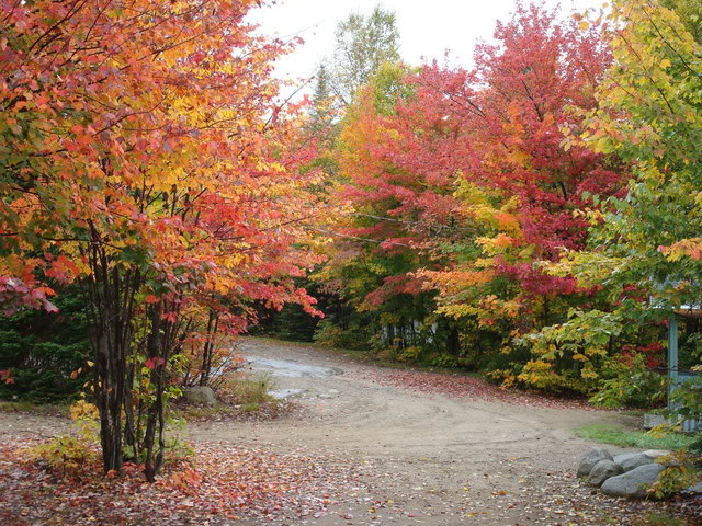 DSC04782.jpg