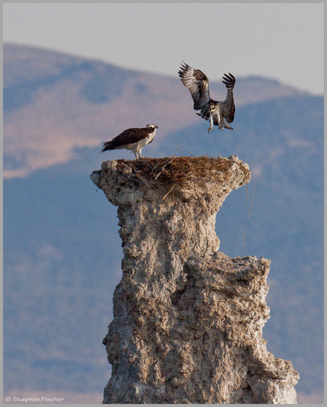 Eagles_nest_9550_800.JPG