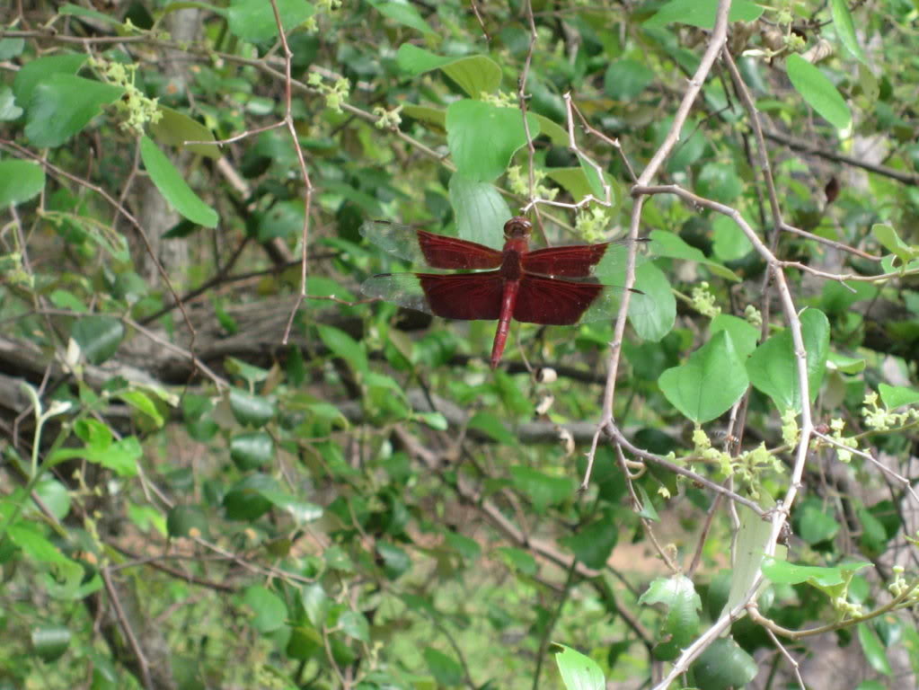 IMG_6514FILEminimizer.jpg