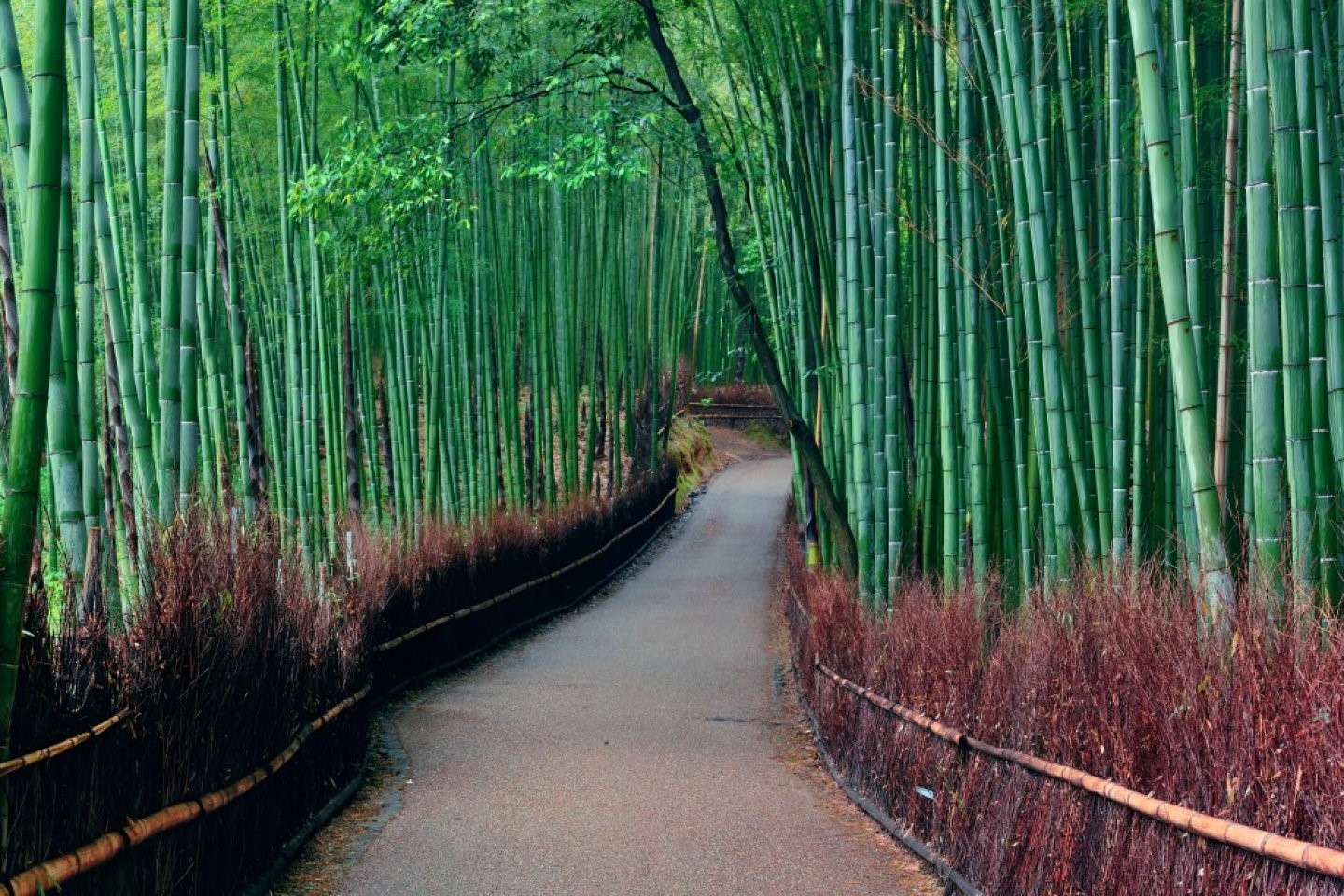 Arashiyama.jpg