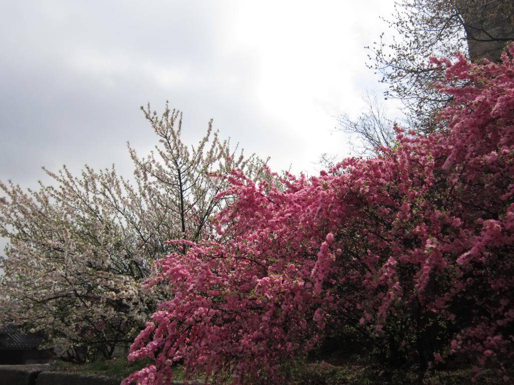 IMG_1563_zpsafe852cc.jpg