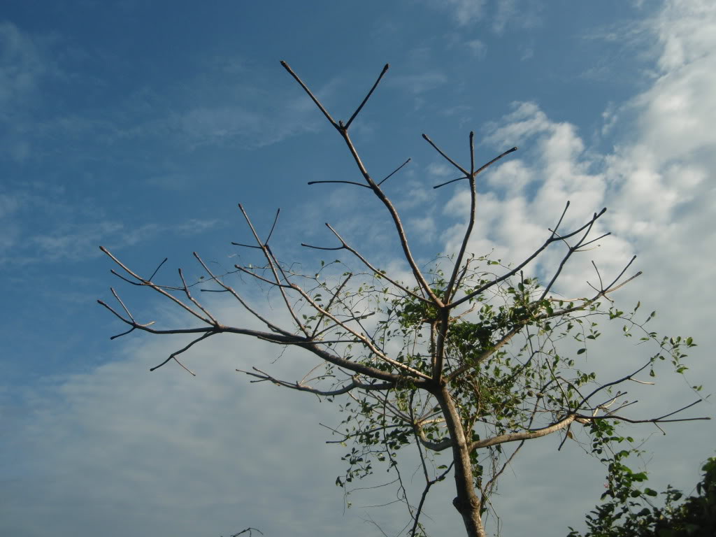 P1012521.jpg