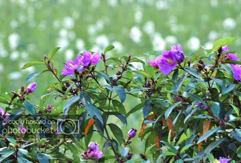 DSC_4725_zps3fcaf87c.jpg
