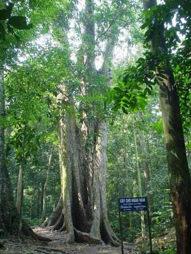cucphuong_6.jpg