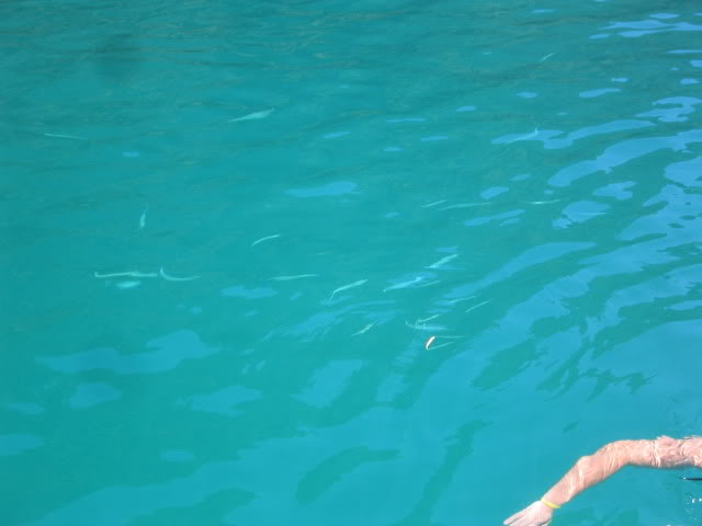8333246b.jpg