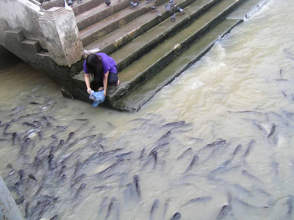 FISHANDCHAOPHRAYA2.jpg