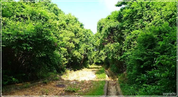 ThoChau_Quycoctu_P226.jpg