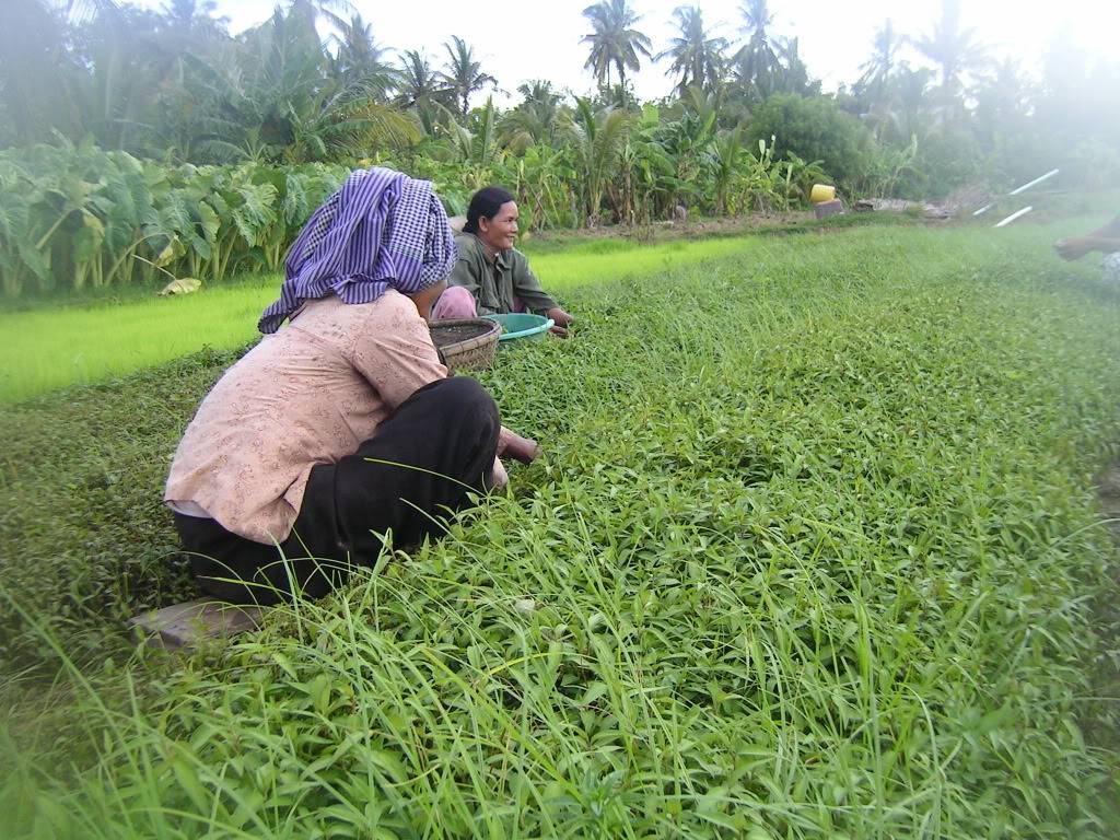 KOHTRONGRAURAM2.jpg