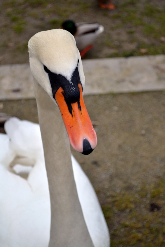 DSC_0414.jpg