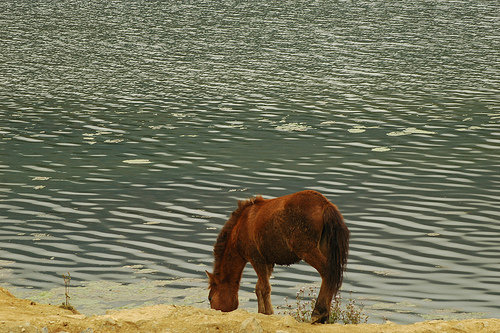 4146386945_1213b894f3.jpg