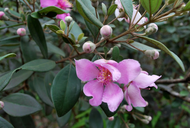 DSC_2406.JPG