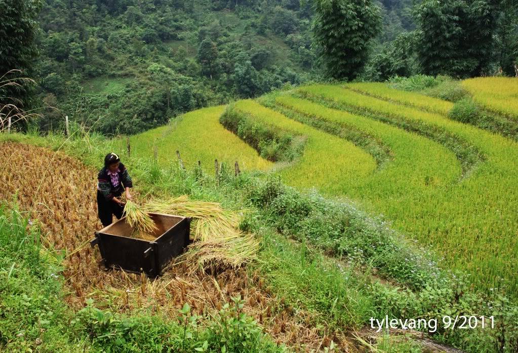 sapa172.jpg