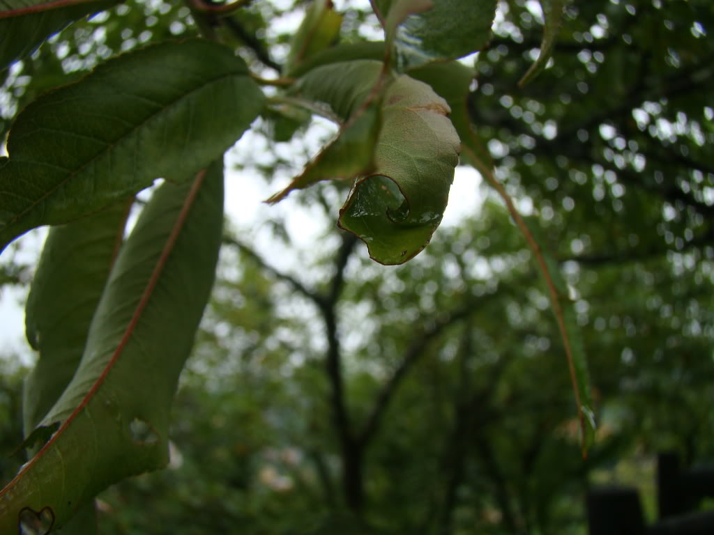 DSC09507.jpg