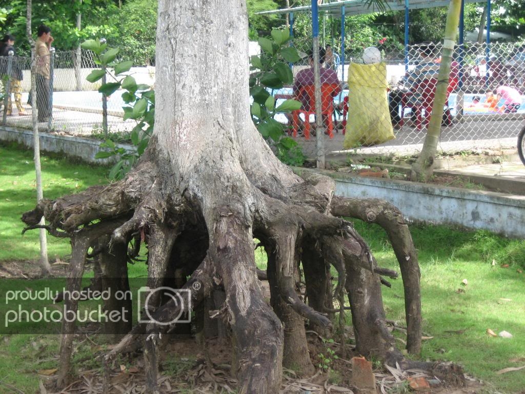 IMG_0143_zpseb0d3b62.jpg