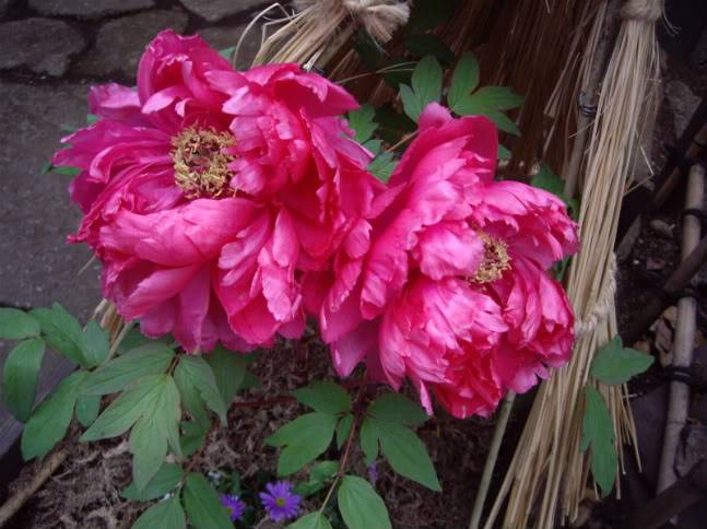 IMGP8449.jpg